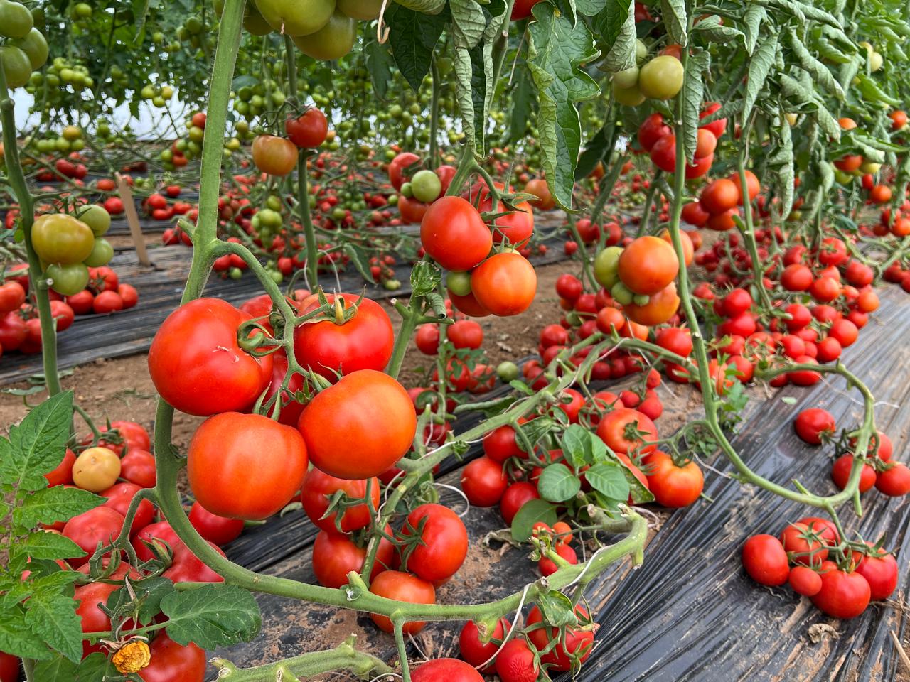The optimal fertilization program for a distinctive tomato crop with abundant production.